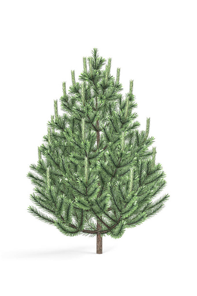 Маленьке соснове дерево ізольоване на білому тлі - 3d візуалізація
 - Фото, зображення