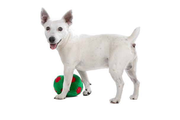 White Jack Russel Terrier - 写真・画像