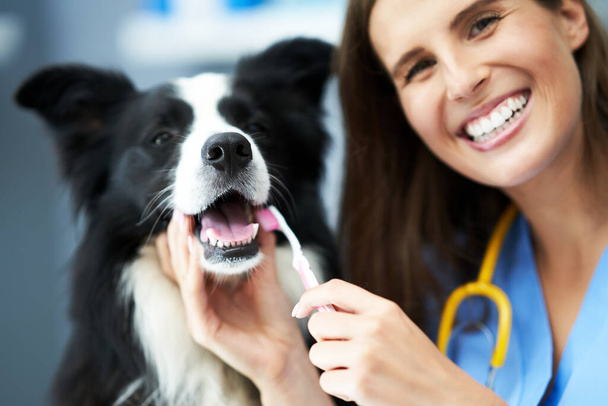 Female vet examining a dog in clinic - Fotoğraf, Görsel