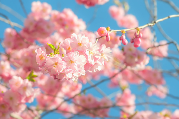 Rózsaszín cseresznye virágok tavasszal - Fotó, kép
