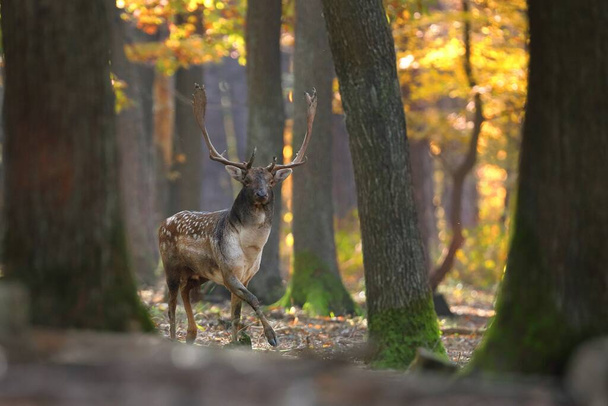 Величні павільйони оленів, що ходять у лісі восени
. - Фото, зображення