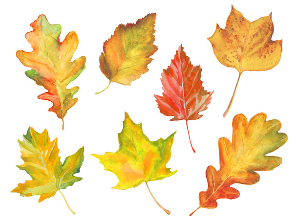 set of watercolor autumn tree leaves isolated on white - 写真・画像