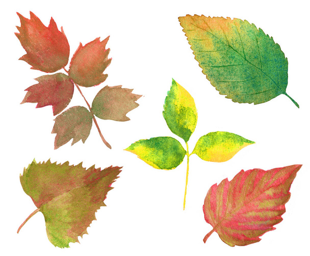 set of watercolor autumn leaves isolated on white. hand drawn various colorful tree leaves  - 写真・画像
