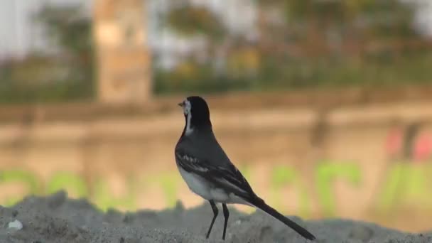 kleine vogel kijkt rond en neemt vlucht zee - Video