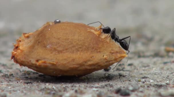Чорні мурахи повзають навколо тварин насіння абрикосів
 - Кадри, відео