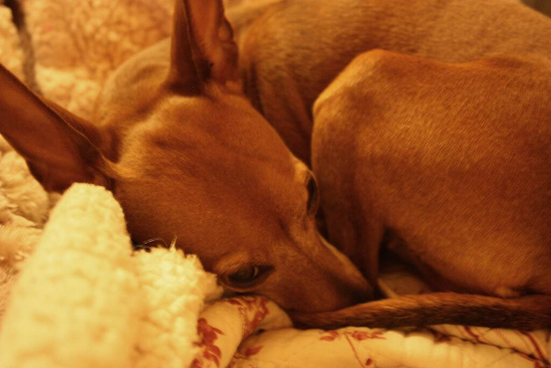 ласковый маленький щенок бурого домашнего пиншера - Фото, изображение