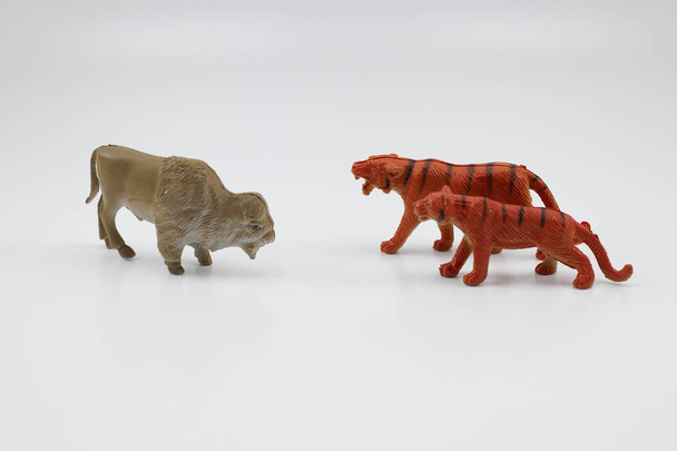 Combat de tigres avec des bisons dans la nature - Photo, image