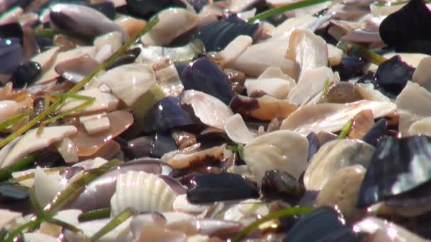 viele Muscheln Strand Wasser Meer - Filmmaterial, Video