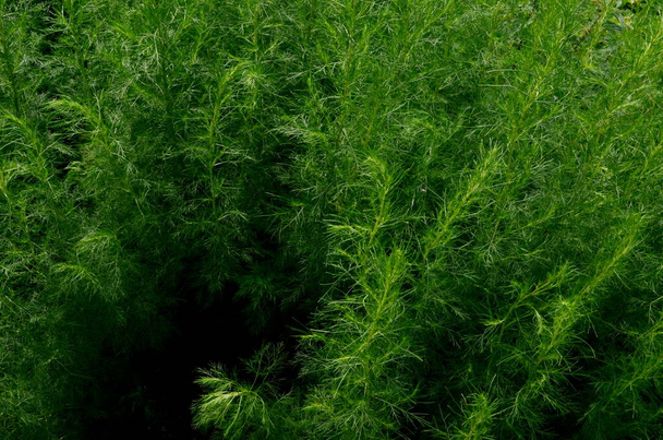 Зелений Саутернвуд (Artemisia Abrotanum) росте в саду. Зелений фон рослини. Зелений Саутернвуд - Фото, зображення