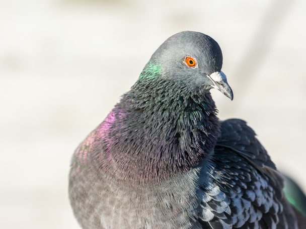 Pigeon Portrait - Photo, Image