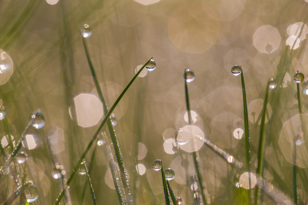 verse ochtenddauw op lente gras - Foto, afbeelding