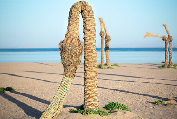 Dead palm trees on the beach by the sea. Back background. - Photo, Image