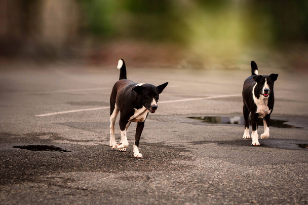 Un bel cane nero che cammina - Foto, immagini