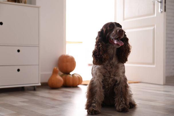 Adorable English Cocker Spaniel and pumpkins at home, space for text. Halloween celebration - Foto, Bild