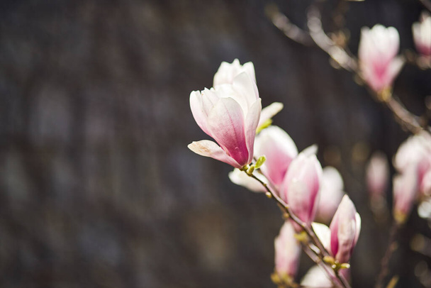 Blooming magnolia tree with large pink flowers in a botanical garden. Natural background concept. - Foto, imagen