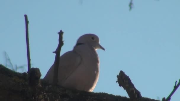 Nero strada selvaggio piccione seduto su tubo colomba
 - Filmati, video