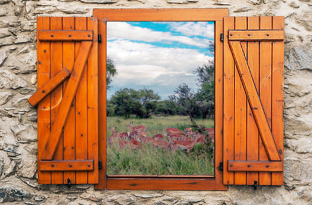 Bulutlu bir günde çayırlarda Kenya 'dan gelen asyalar. Ahşap pencereden bir bakış açısı.. - Fotoğraf, Görsel