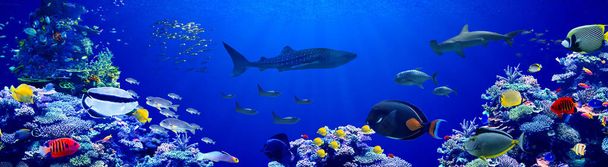 Fondo panorámico de hermoso arrecife de coral con peces tropicales marinos en el Pacífico central que visitó el tiburón ballena - Foto, imagen
