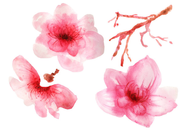 set of watercolor illustration cherry blossom - Fotoğraf, Görsel