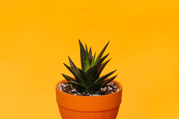 Small plant pot on yellow background - Foto, afbeelding