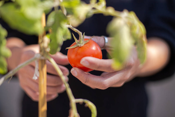 mano sosteniendo tomate en su planta - Foto, Imagen