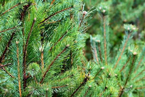 Groene dennenbomen takken close-up - Foto, afbeelding