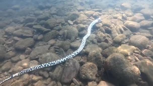 Serpent mort d'eau dans une rivière de montagne - Séquence, vidéo