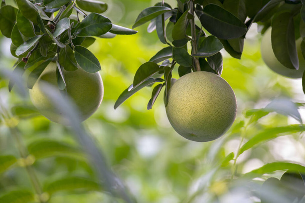 На грейпфрутовом дереве, грейпфрут фруктовый и полный - Фото, изображение