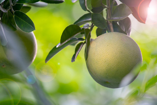 На грейпфрутовом дереве, грейпфрут фруктовый и полный - Фото, изображение