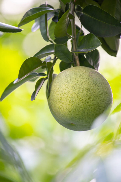 On the grapefruit tree, the grapefruit is fruity and full - Photo, Image
