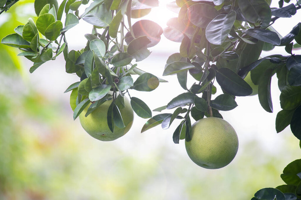 Greyfurt ağacında, greyfurt meyveli ve doludur. - Fotoğraf, Görsel