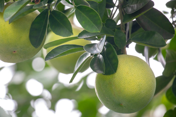 На грейпфрутовому дереві грейпфрут плодовитий і повний
 - Фото, зображення