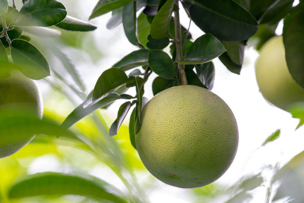 Op de grapefruitboom is de grapefruit fruitig en vol - Foto, afbeelding