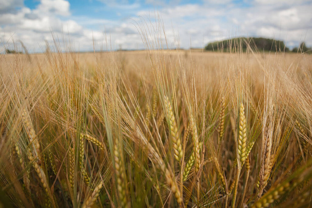 クローズアップ、熟したシリアルの耳、小麦、コンセプト夏の背景、 8月、収穫 - 写真・画像