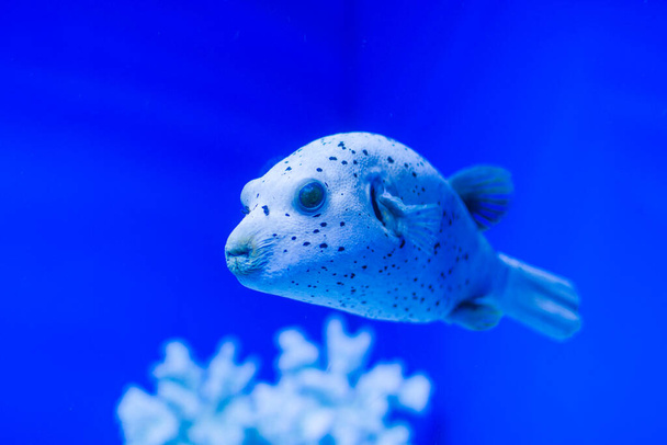 Красивая морская рыба с большими губами плавает в голубом аквариуме - Фото, изображение