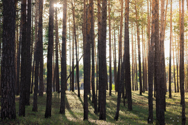 Mysterious pine forest at sunset day - Φωτογραφία, εικόνα