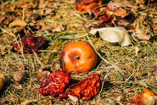 Closeup of rotting apples falling on the ground from the tree in the French countryside in Autumn - Photo, Image