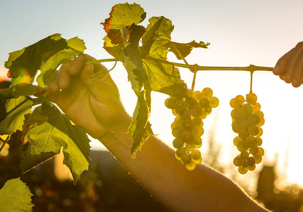 Zbiory wina. Grona białych winogron w promieniach zachodzącego słońca. Kobiece dłonie zajmują się winoroślą. Jesień to czas zbiorów winogron i produkcji wina. - Zdjęcie, obraz