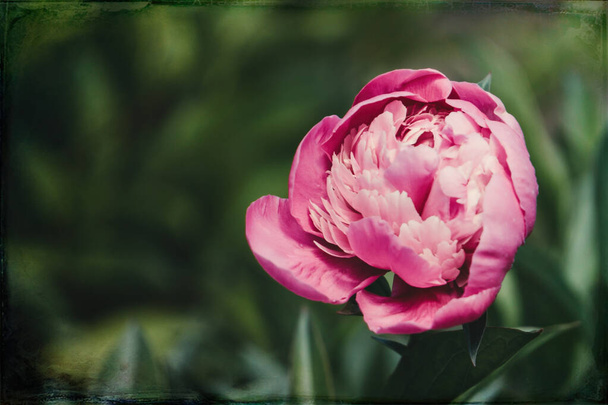Herkkä kevät vaaleanpunainen pioni - Valokuva, kuva