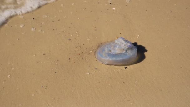 青いクラゲが砂浜に投げ込まれました. - 映像、動画