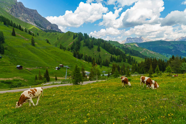 Mountain landscape at summer along the road to Pordoi pass, Dolomites, Belluno province, Veneto, Italy. Cows at pasture - 写真・画像