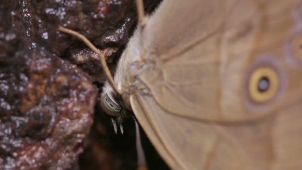 シケリスツリーブラウン蝶(Lethe sicelis)ツリーサップでの餌やり - 映像、動画