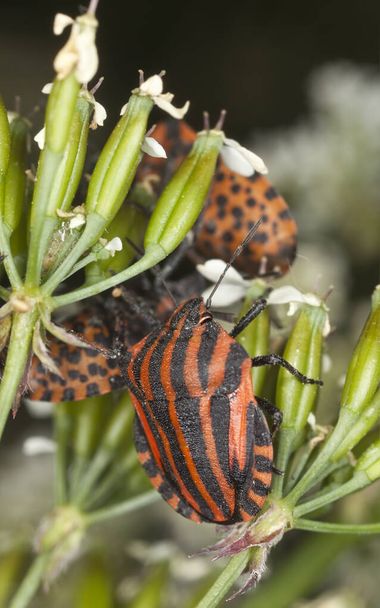 Shield bug, Graphosoma lineatum on plant - Photo, Image