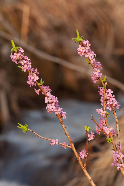 Цвіте Дафна мезерей навесні з струмком на задньому плані, ця рослина цвіте ранньою весною і отруйна
  - Фото, зображення