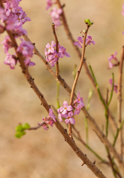 Fioritura Daphne mezereum, questa pianta fiorisce all'inizio della primavera ed è velenosa  - Foto, immagini