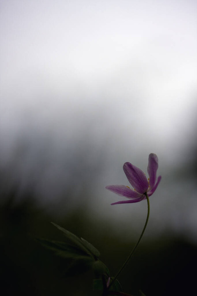 Anêmona de madeira florescente, Anêmona nemorosa na primavera - Foto, Imagem