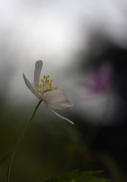 Foto Moody de la anémona de madera en flor, Anemone nemorosa en primavera - Foto, Imagen