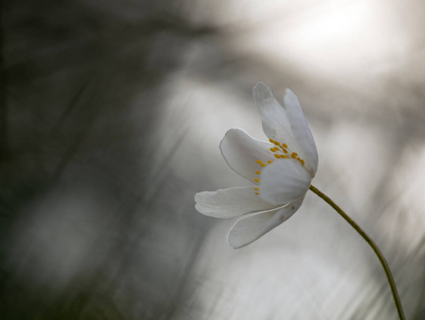 Madera en flor anémona, Anémona nemorosa en primavera - Foto, Imagen