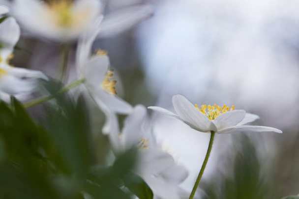 Çiçekli odun şakayığı, Anemone Nemorosa ilkbaharda - Fotoğraf, Görsel