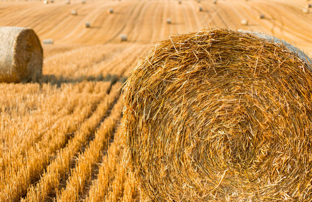 Haystacks en el campo de otoño. Cosecha de oro amarillo trigo en verano. Paisaje natural del campo. Paca de heno - Foto, Imagen